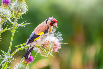 European goldfinch, feeding on the seeds of thistles. Carduelis carduelis.
