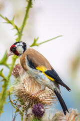 European goldfinch, feeding on the seeds of thistles. Carduelis carduelis.