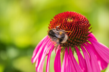A closeup shot of a bee collecting pollen on a purple echinacea flower