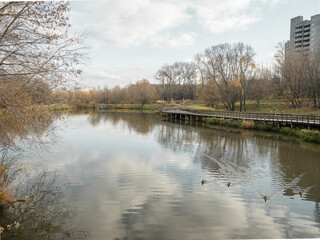 pond, dry grass, spring, sunny, ducks, photography