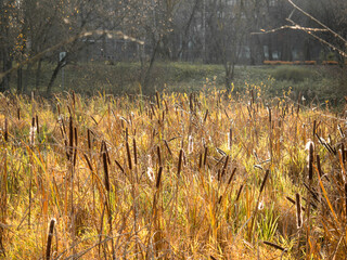 dry grass, spring, sunny, nature, park, photography