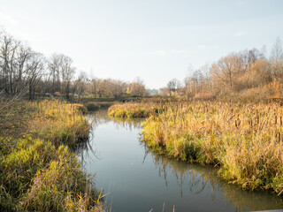 Fototapeta na wymiar pond, dry grass, spring, sunny, ducks, photography