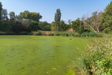 Eutrophic settling pond overgrown with aquatic plants Piscia and duckweed (Lemna turionifera) and...