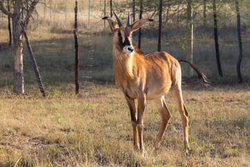 A roan antelope standing and looking to its left
