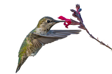 Anna's Hummingbird (Calypte Anna) Photo, in Flight, on a Transparent Background, Feeding on an Autumn Sage (Salvia greggii) Bloom - 662915308