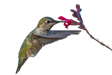 Anna's Hummingbird (Calypte Anna) Photo, in Flight, on a Transparent Background, Feeding on an Autumn Sage (Salvia greggii) Bloom