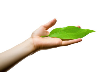 hand holding green leaf, isolated