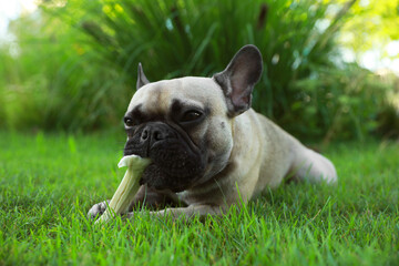 Cute French bulldog gnawing bone treat on green grass outdoors. Lovely pet