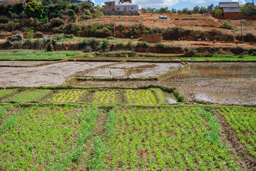 Local Madagascar village landscape