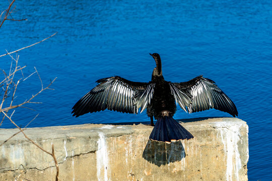 Tropical Anhingas aquatic bird drying wings, black with white stripes on concrete block at edge of a tropical pond