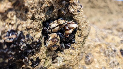 Goose barnacle Goose shells attached to rocks in Portugal