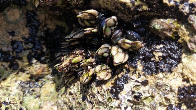 Goose barnacle Goose shells attached to rocks in Portugal
