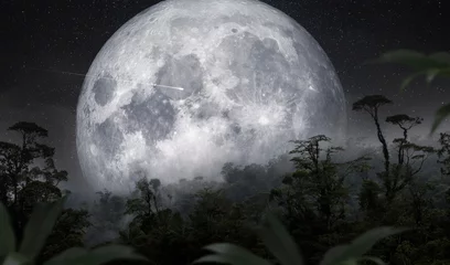 Photo sur Plexiglas Pleine Lune arbre Full moon over the rain forest