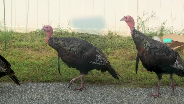 Turkeys Walking Through Driveway