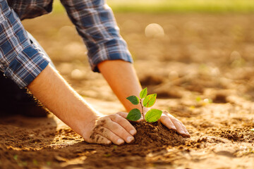 Farmer's hands plant, grow plants growing in fertile soil. The concept of conservation,...