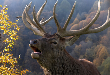 Brunfthirsch im Herbst
