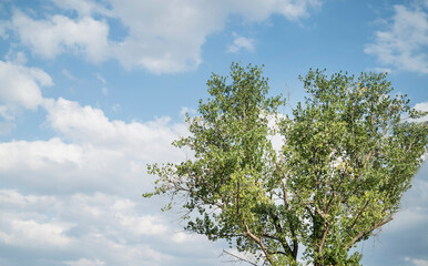 Green trees on a blue background