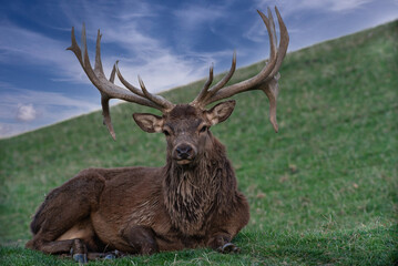 Hirsch im Wildpark Aurach
