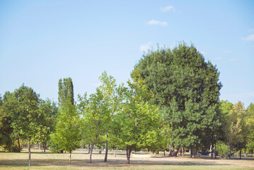 Green trees on a blue background