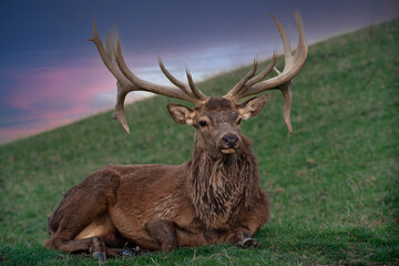 Hirsch ruht nach Brunft

