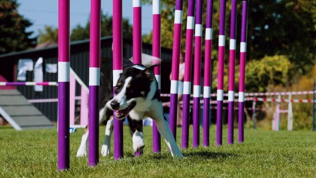 Agility sports for dogs. Running in slalom.