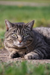 Grau melierte Katze im Fokus