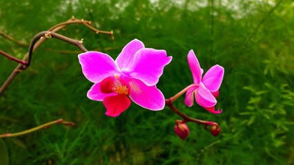 Blooming red Phalaenopsis orchid in the collection of the botanical garden