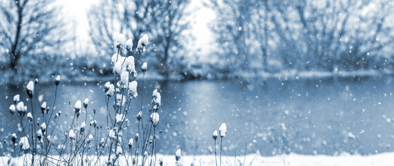 Winter landscape with snowy plants and weeds on the river bank in cloudy weather, snowy winter