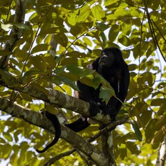 black howler monkey on a tree.