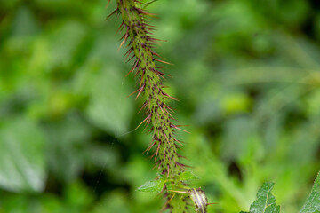 Fototapeta premium Tropical biodiversity photography, wild mushrooms, moss, rainforest