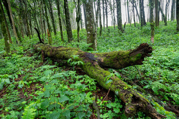 Obraz premium Tropical biodiversity photography, wild mushrooms, moss, rainforest