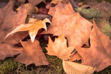 dry autumn leaves of different colors on the ground fallen from trees