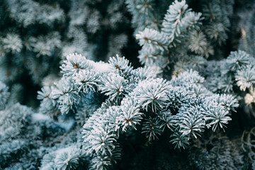 Close up of fir tree branch covered with hoarfrost after ice fog and snow in morning winter forest. Real winter and Christmas holidays background.