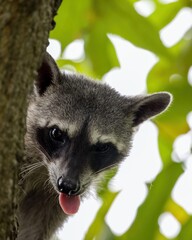 Racoon sticking its tongue out.