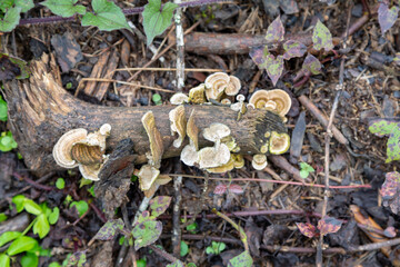 Tropical biodiversity photography, wild mushrooms, moss, rainforest