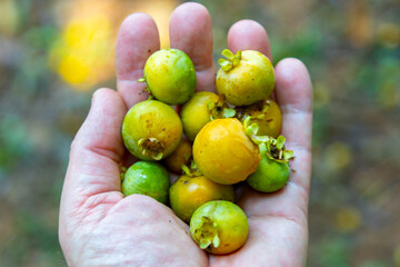 Fruit known as Gabiroba, guabiroba, guabirova, guavirova, gavirova, araçá-congonha or gabiraba (Campomanesia xanthocarpa) (Campomanesia pubescens ). Brazilian wild fruit