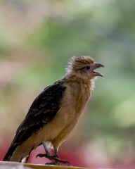 Juvenile yellow headed caracara crying.