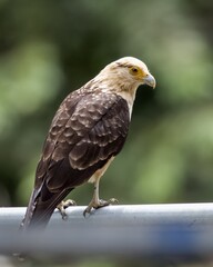 Yellow headed caracara green background.