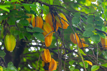Close up view of a organic Star fruit -carambola tree full with Fruit