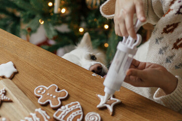Hands decorating gingerbread cookies with icing and cute dog helping tasting and licking sugar paste on background of christmas golden lights. Atmospheric Christmas holidays, pet and family time