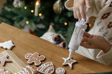 Hands decorating gingerbread cookies with icing and cute dog helping tasting and licking sugar...