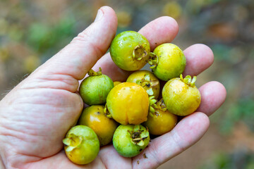 Fruit known as Gabiroba, guabiroba, guabirova, guavirova, gavirova, araçá-congonha or gabiraba (Campomanesia xanthocarpa) (Campomanesia pubescens ). Brazilian wild fruit