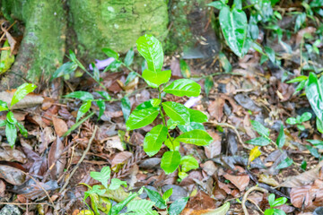 Native yerba mate tree (Ilex paraguariensis) in organic cultivation