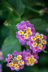 Lantana camara flowers blooming in the garden, with green and yelow