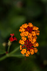 Close up of orange and yellow Lantana  flower isolated on green background