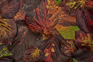 Fototapeta na wymiar natural autumn background from colorful leaves. flat top view. 
