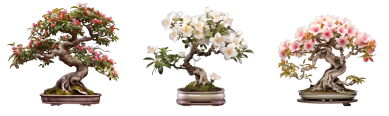 Fototapeten Collection of bonsai trees with flowers on transparent background, generative ai  © GHart