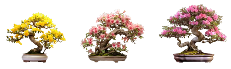 Foto op Plexiglas Collection of bonsai trees with flowers on transparent background, generative ai  © GHart