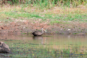 Limpkin on the Hunt
