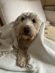 Funny dog face of a west highland white terrier under a white blanket with tassels 